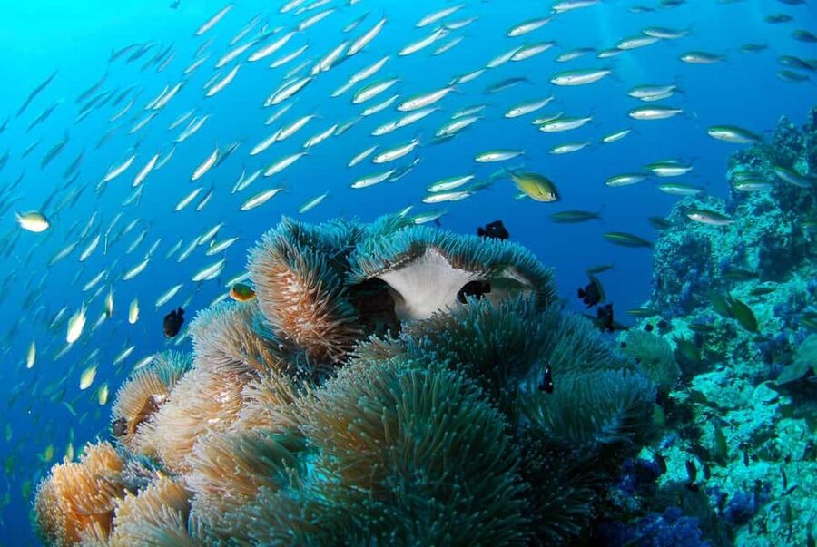 Punta Cana: Island escape to catalina • snorkeling & lunch - The Quick Break and Shopping Stop (And How to Use It Smartly)
