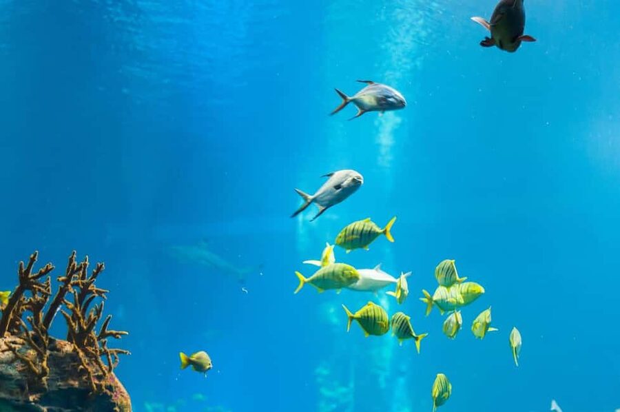 Punta Cana: Island escape to catalina • snorkeling & lunch - The Private Beach: White Sand, Lounge Chairs, and Real Downtime
