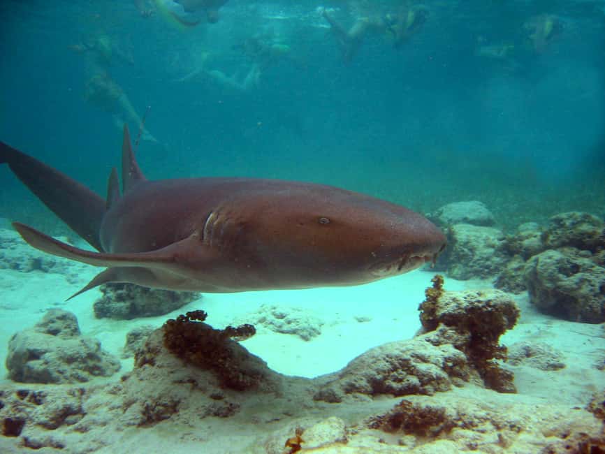 Punta Cana: Marinarium Snorkeling Cruise - Double-deck catamaran energy, with a real reef focus