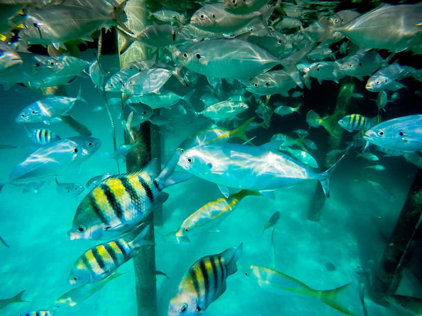 Punta Cana: Marinarium Snorkeling Cruise - The glass-bottom cruise: see marine life before you even snorkel