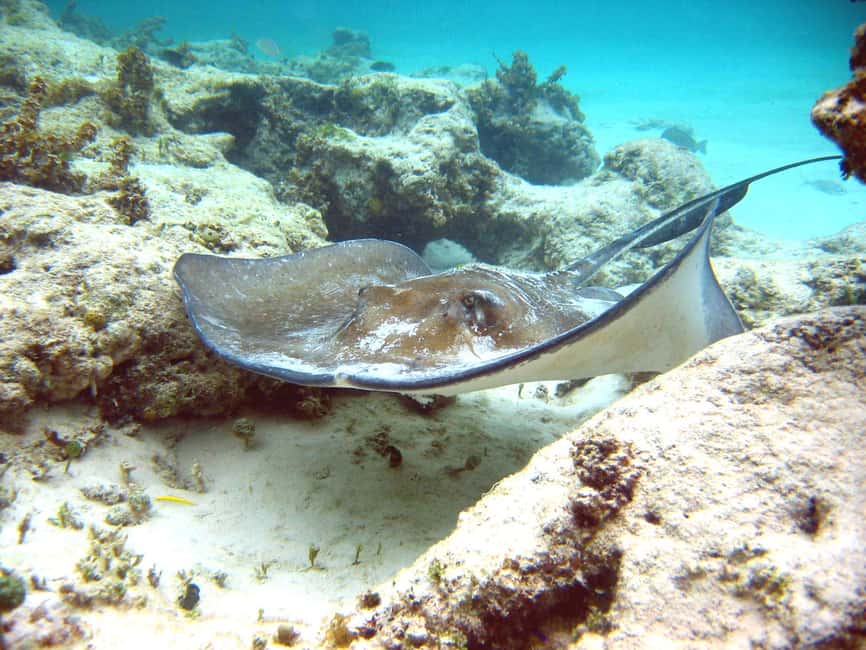 Punta Cana: Marinarium Snorkeling Cruise - On the way back: dance time or top-deck downtime