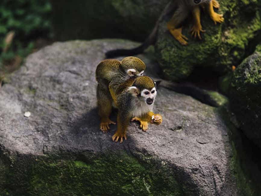 Punta Cana: Monkey Adventure by Jhoraji With Hotel Pick-Up - 5 Key Things You’ll Notice on This Monkey Adventure