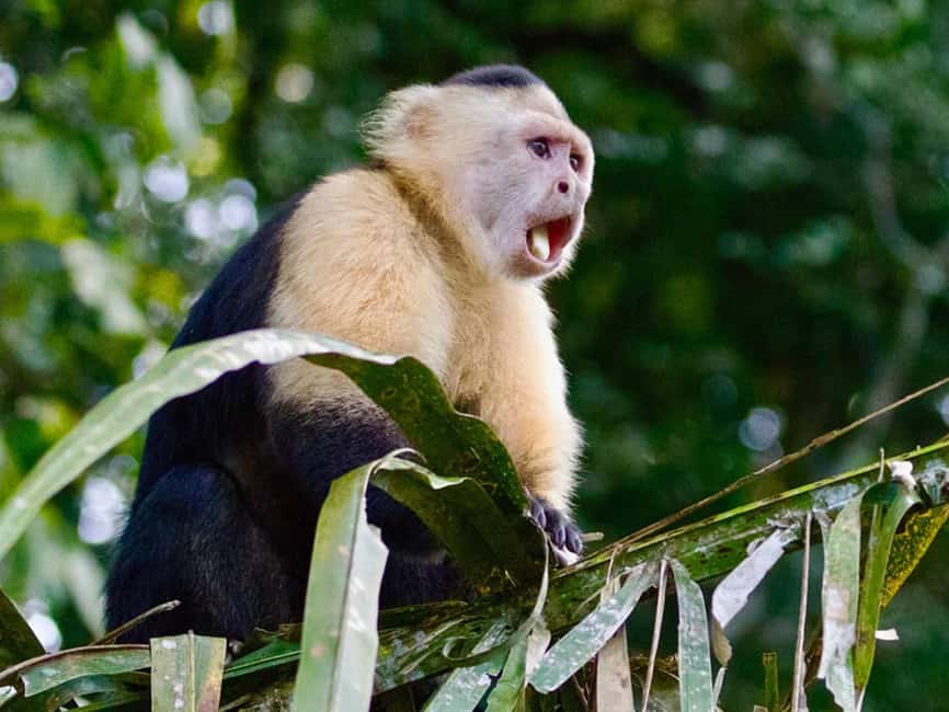 Punta Cana: Monkey Adventure by Jhoraji With Hotel Pick-Up - Meet Four Monkey Species and What Interaction Feels Like