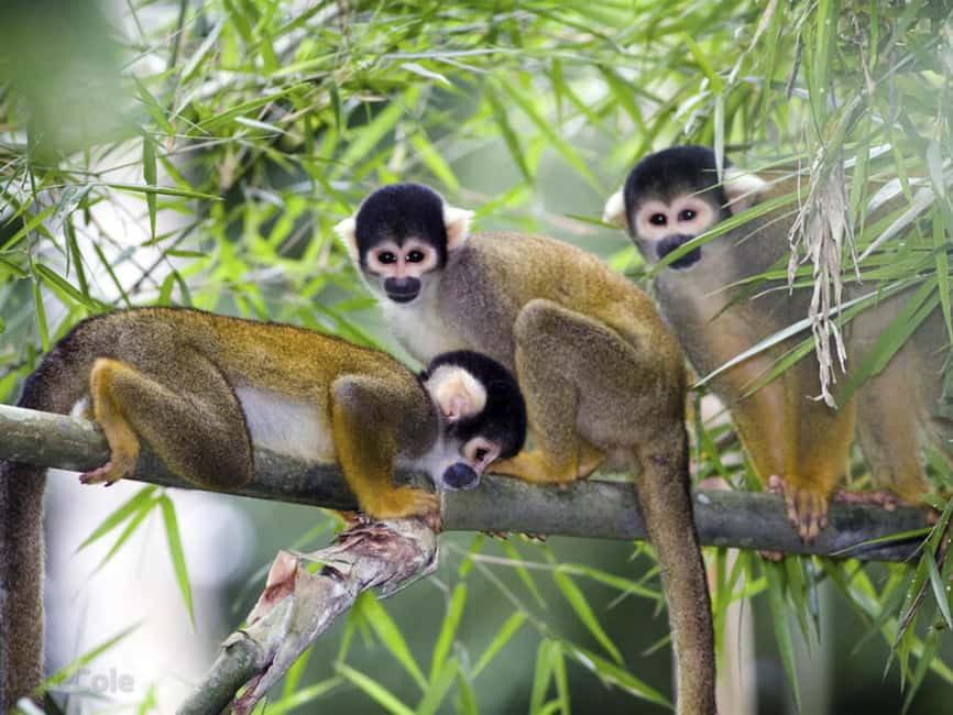 Punta Cana: Monkey Adventure by Jhoraji With Hotel Pick-Up - Pickup, Timing, and How the Small-Group Format Works