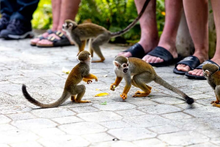 Punta Cana: Monkey Land Half-Day Safari and Plantation - Should you book Monkey Land with the plantation add-on?