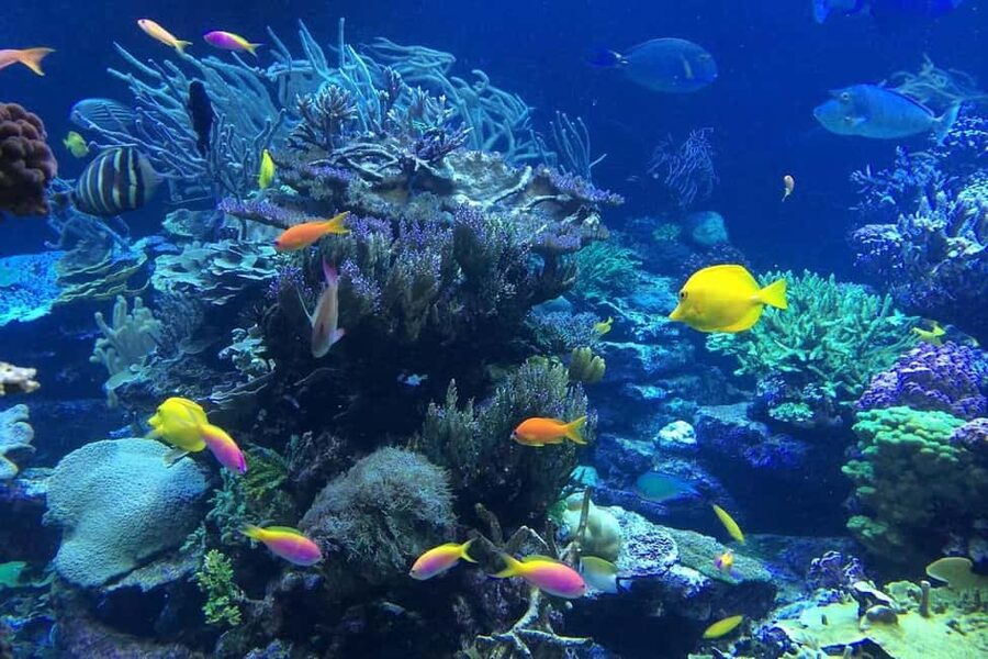 Punta Cana or La Romana: Catalina Island Tour and Snorkeling - Catalina Island Snorkeling: Why This Reef Makes Sense for a Day Trip