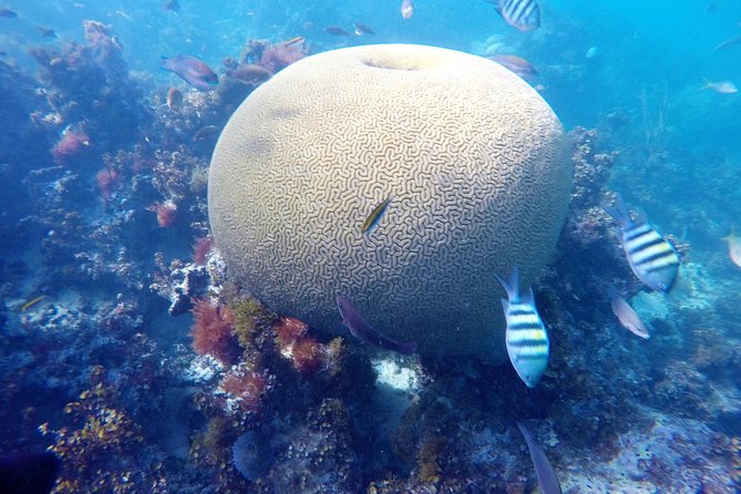 Punta Cana Private Cruise up to 10 people - Coral Museum + Interpretation Center: Why You Start Here