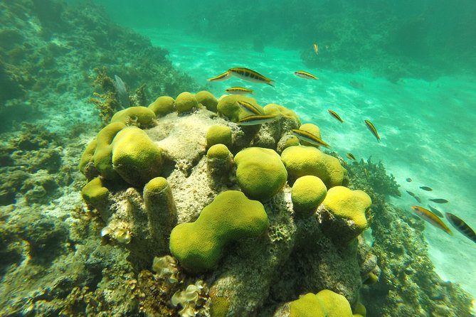 Punta Cana Private Cruise up to 10 people - Snorkeling at Cabeza de Toro Reef: What to Expect Underwater