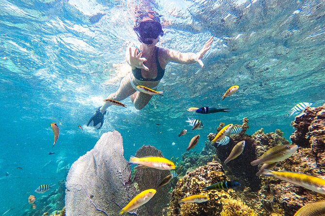 Punta Cana Private Cruise Up To 10 Snorkeling & Seafood lunch - Cabeza de Toro reef snorkeling and the coral gardening angle