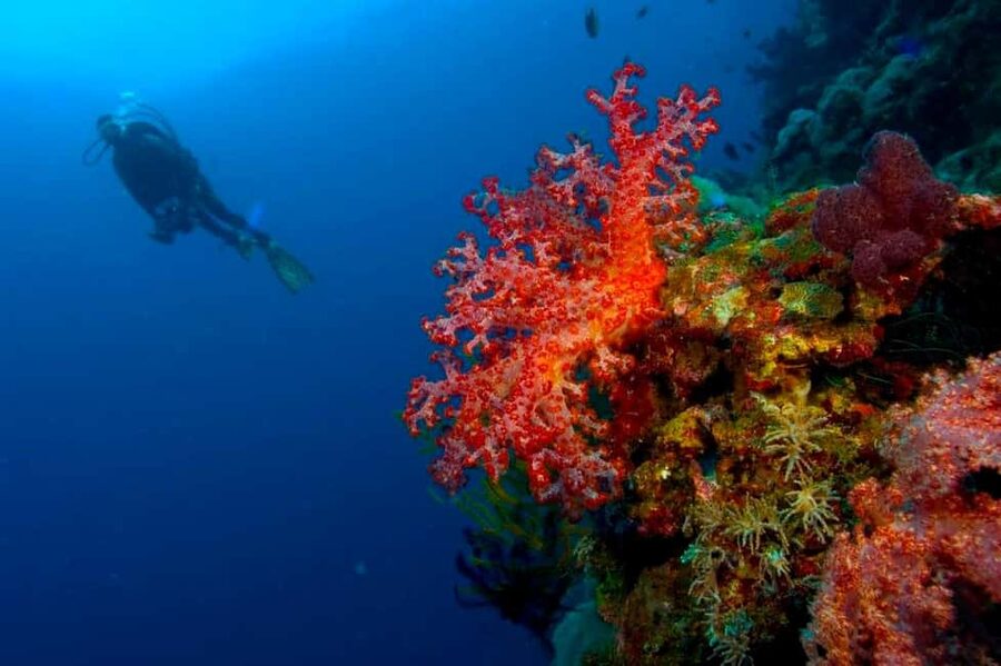 Punta Cana: Reef Diving Adventure Explore Underwater Wonders - Key points before you go