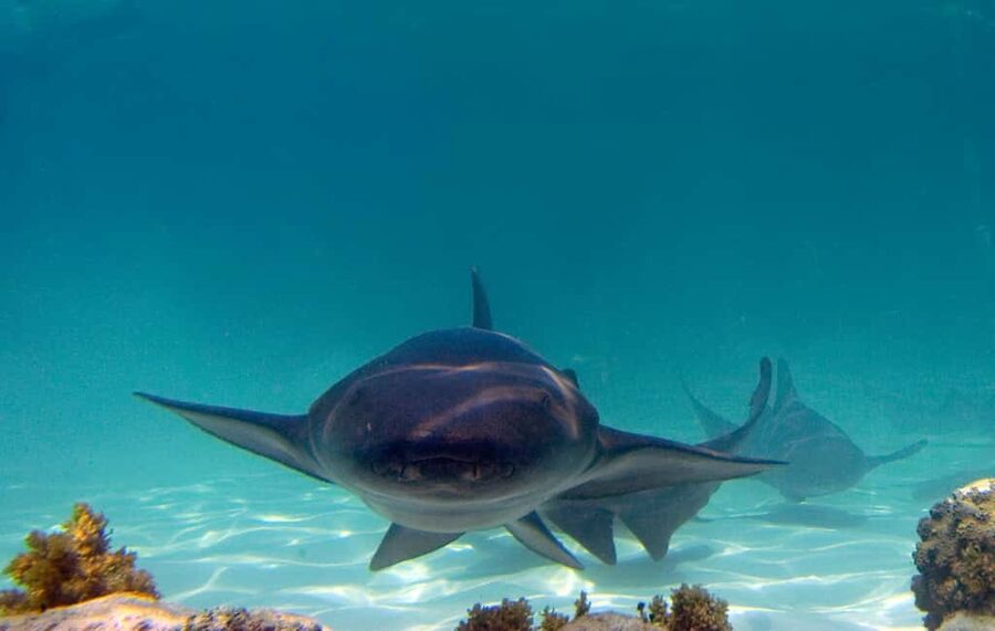 Punta Cana: Reef Explorer Access w/ Sharks & Stingrays Swim - Key things to know before you go