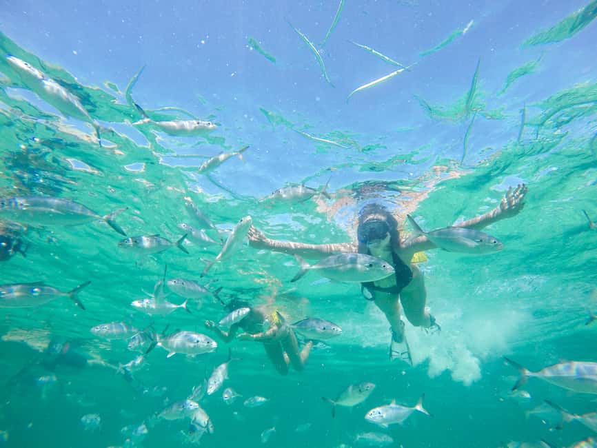 Punta Cana: Reef Explorer Access w/ Sharks & Stingrays Swim - Price and value: what $149 really covers