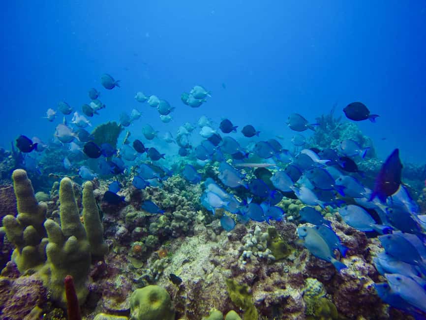 Punta Cana: Scuba Diving Adventure to Catalina Island - Key highlights worth your time