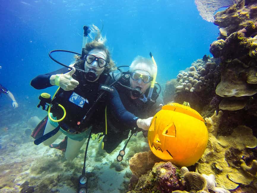Punta Cana: Scuba Diving Adventure to Catalina Island - Underwater stop #1: The Wall and its reef characters
