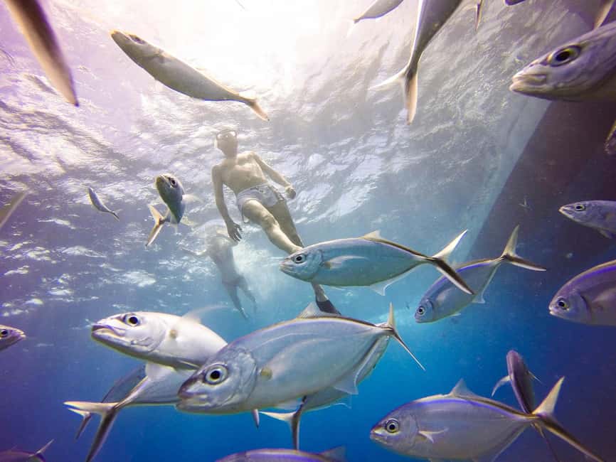 Punta Cana: Scuba Diving Adventure to Catalina Island - Underwater stop #2: the Aquarium for better visibility and more variety