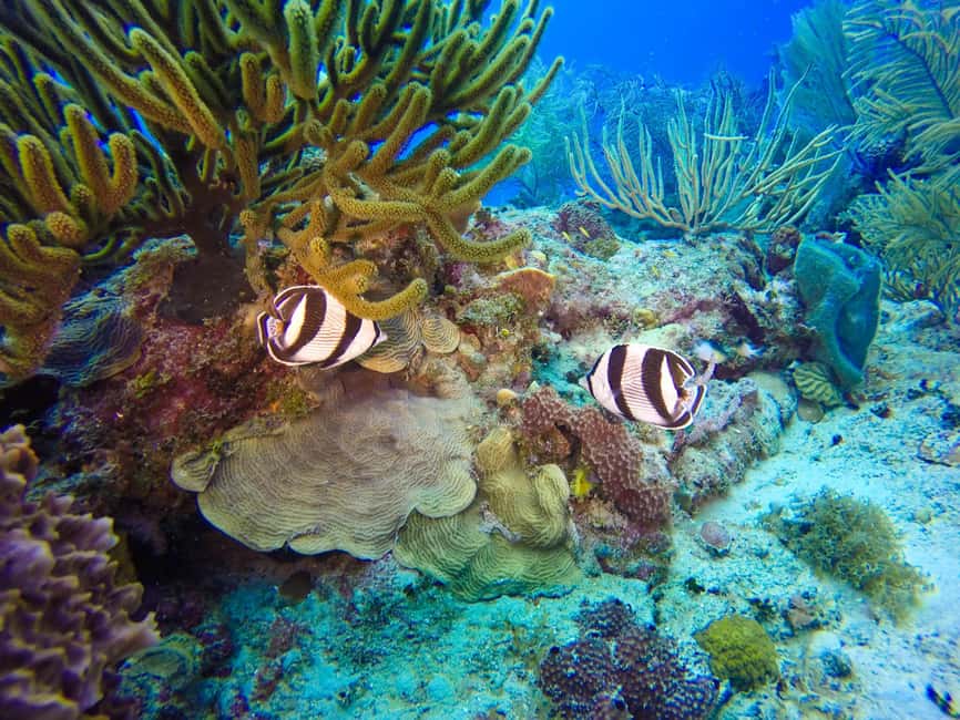 Punta Cana: Scuba Diving Adventure to Catalina Island - Catalina Island beach time: swimming, sun, and snorkeling gear