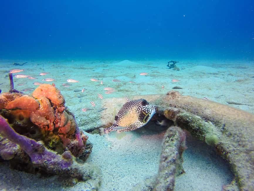 Punta Cana: Scuba Diving Adventure to Catalina Island - The Dominican feast and the open bar: what to expect
