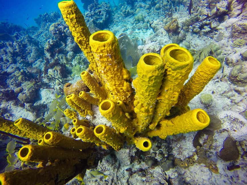 Punta Cana: Scuba Diving Adventure to Catalina Island - Timing and transport: why the 10-hour length can be either perfect or annoying