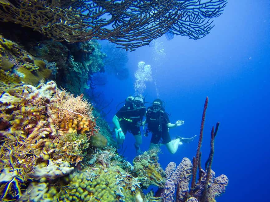 Punta Cana: Scuba Diving Adventure to Catalina Island - Who should book this Punta Cana Catalina Island trip