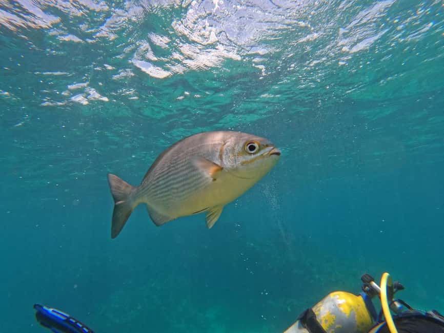Punta Cana: Scuba Doo Adventure with Round-Trip Transfer - The 4-hour flow: pickup, boat ride, reef stops, and return
