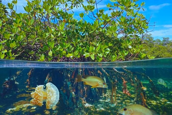 Punta Cana Speed Boat to Saona Island with Lunch & Natural Pools - Sea Turtle Sanctuary vs Sea-Turtle Snorkeling Dreams