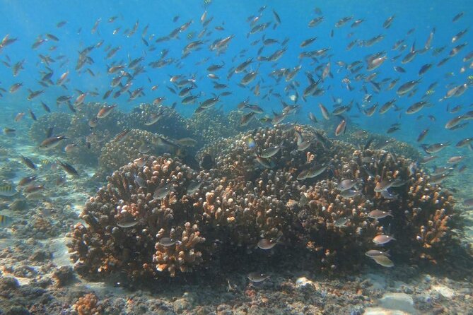 Punta Cana Speed Boat Tour and Snorkeling - Playa Los Corales and the Wind-in-Your-Face Speedboat Ride