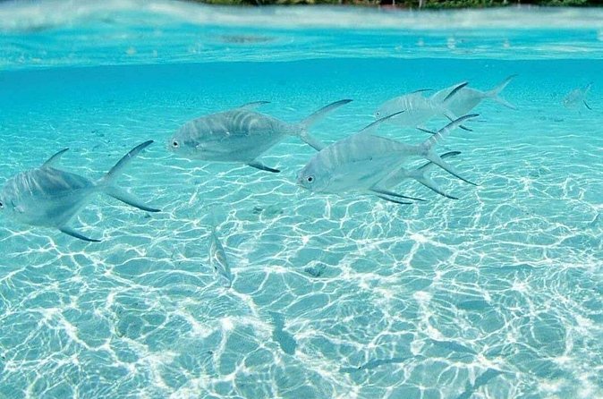 Punta Cana Speed Boat Tour and Snorkeling - The Underwater Stuff You Can Aim For at the Reef