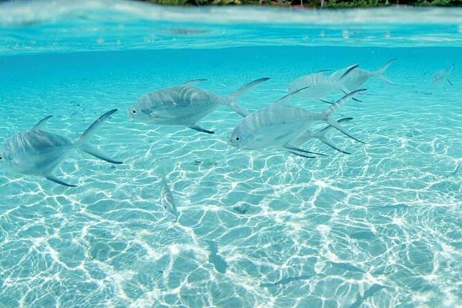 Punta Cana Speed Boat Tour and Snorkeling - Who This Tour Fits Best (and Who Should Rethink It)