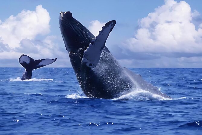 Punta Cana: Whale Watching and Bacardi Island Day Trip - Quick takeaways before you go