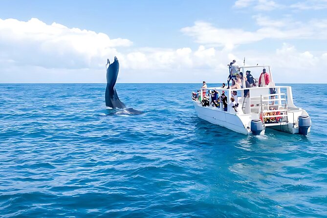 Punta Cana: Whale Watching and Bacardi Island Day Trip - Humpback whales and Bacardí Island in one long day
