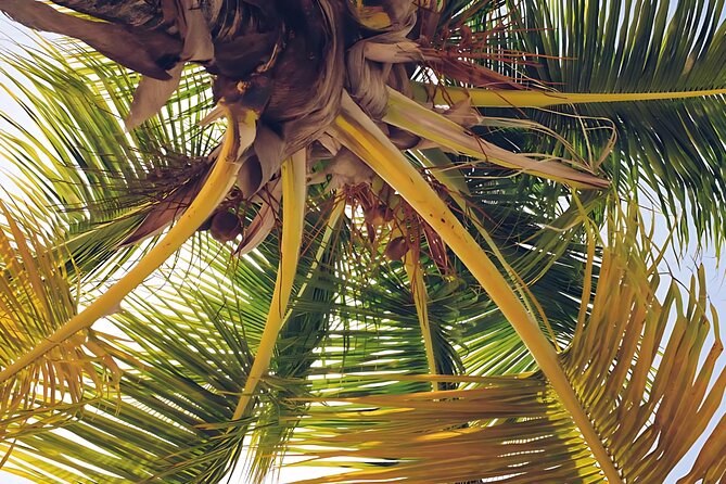 Punta Cana: Whale Watching and Bacardi Island Day Trip - Two ways to spend your afternoon: El Limón waterfall vs Playa Rincón safari truck