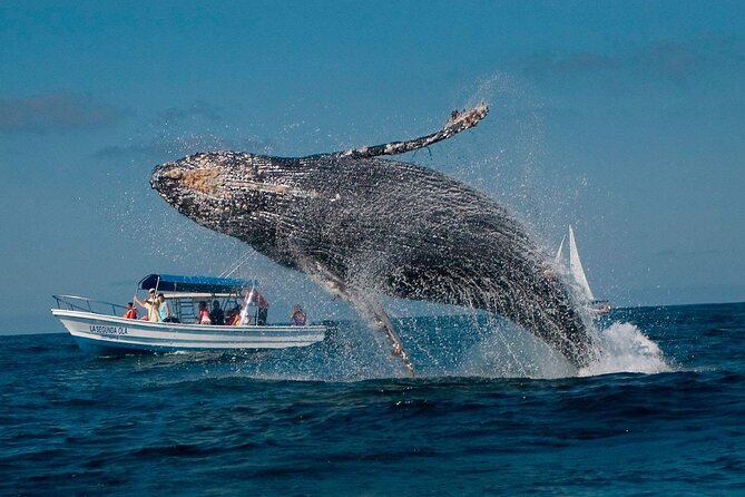 Punta Cana: Whale Watching and Bacardi Island Day Trip - The drive from Punta Cana to Samaná Bay: timing reality check