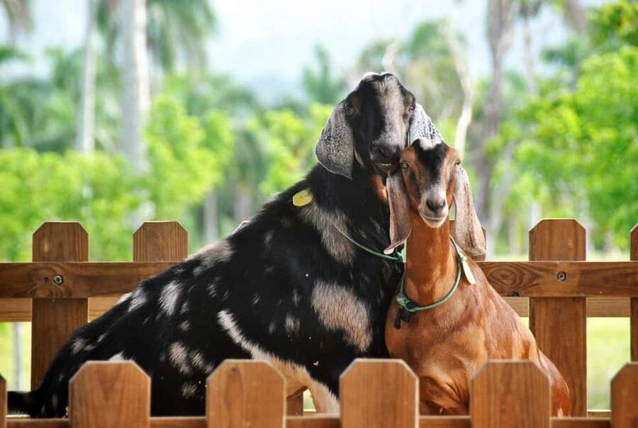 Punta Cana: Xploration Animal Park Bus Tour with Encounters - A Half-Day Animal Park Tour in Punta Cana: How the 6 Hours Work