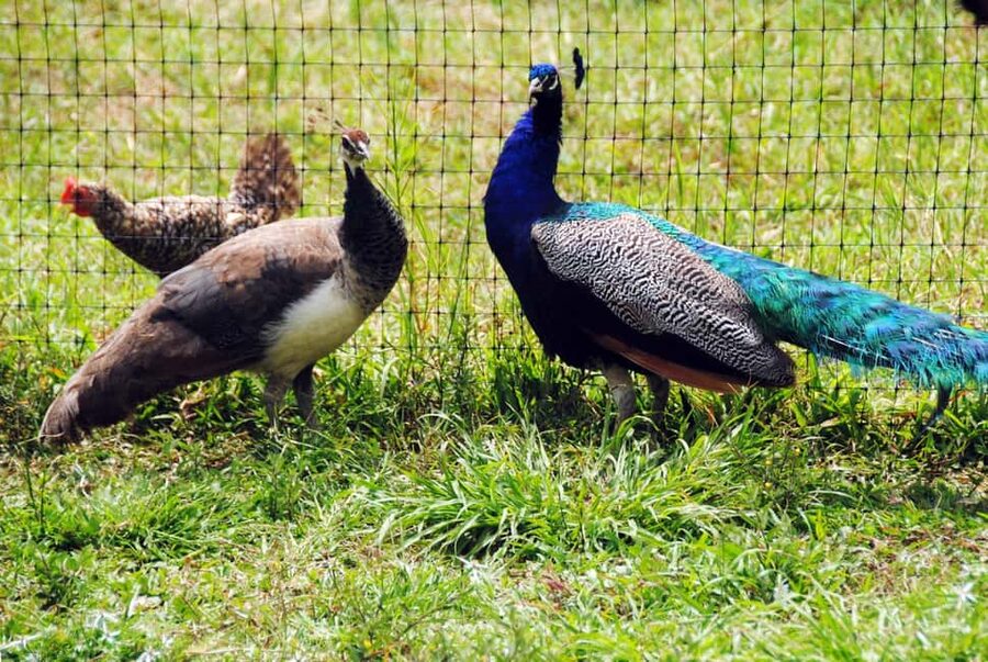 Punta Cana: Xploration Animal Park Bus Tour with Encounters - Practical Tips for a Smooth Day at Xploration