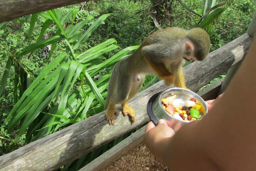 Punta Cana: Ziplines Adventures & Monkeyland Entry - Who Should Book This Trip, and Who Should Skip It