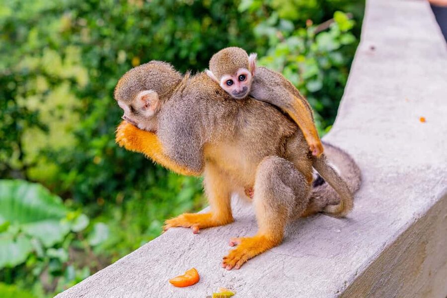 Punta Cana: Ziplines Adventures & Monkeyland Entry - Coconut House and Organic Tastes: What You’ll Actually Learn
