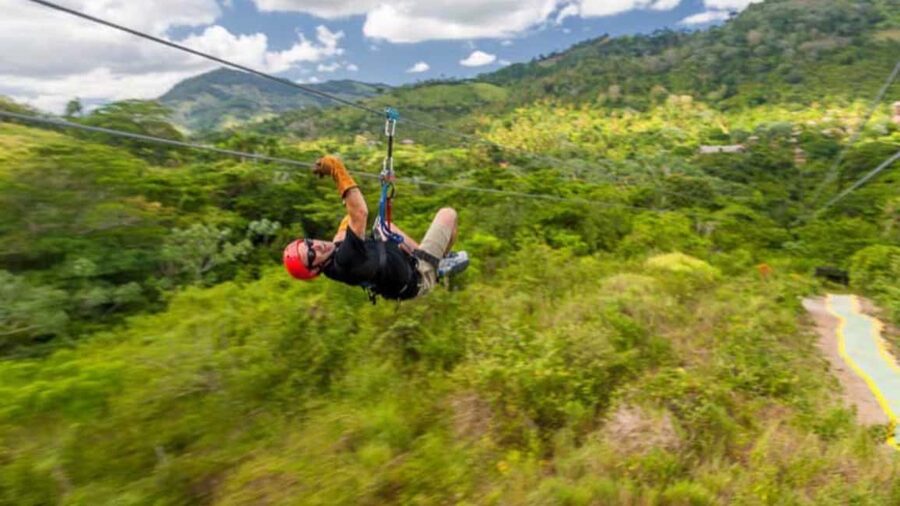 Rainforest Ziplining Adventure - Spotting Native Flora and Fauna From Above