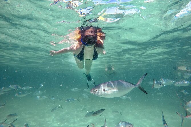 Reef Explorer Half Day Trip - Key highlights worth planning for