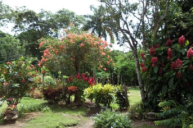Safari Adventure - Full Day - From Punta Cana - Horseback ride through jungle: birds, plants, and real movement