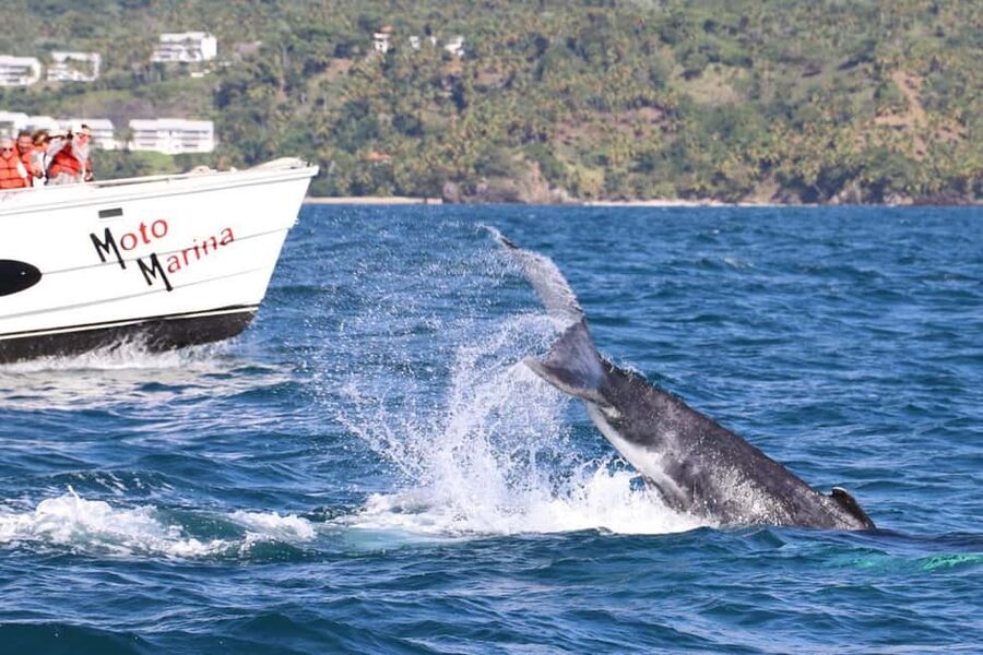 Samana: Bay of Samana Whale Watching Experience - Key Highlights You’ll Care About