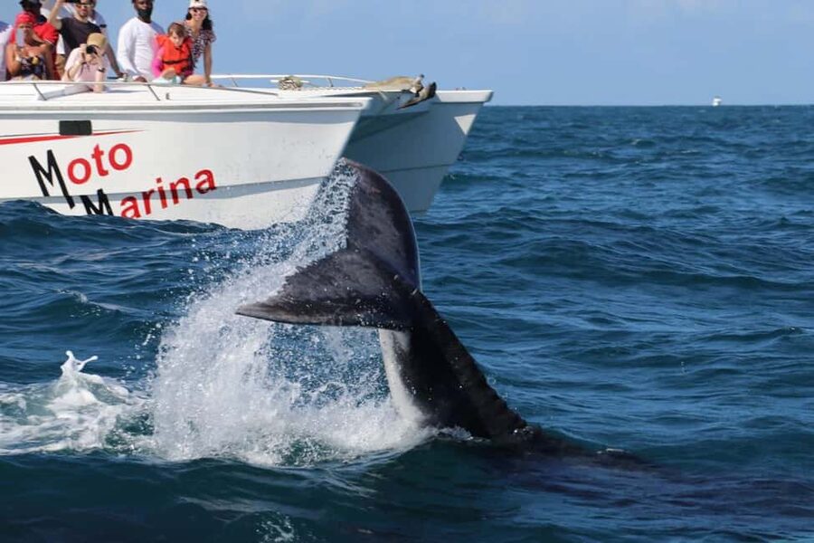 Samana: Bay of Samana Whale Watching Experience - Why Samaná’s Bay is the Humpback Whale Calendar