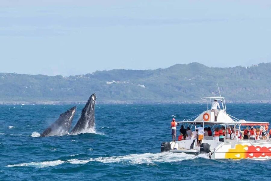 Samana: Bay of Samana Whale Watching Experience - The Ride Out: 30 Minutes of Bay Views and Motion