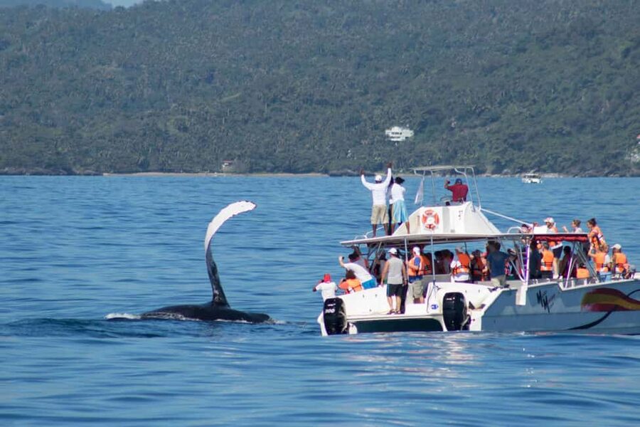 Samana: Bay of Samana Whale Watching Experience - Whale Watching Time at the Samaná Marine Mammal Sanctuary