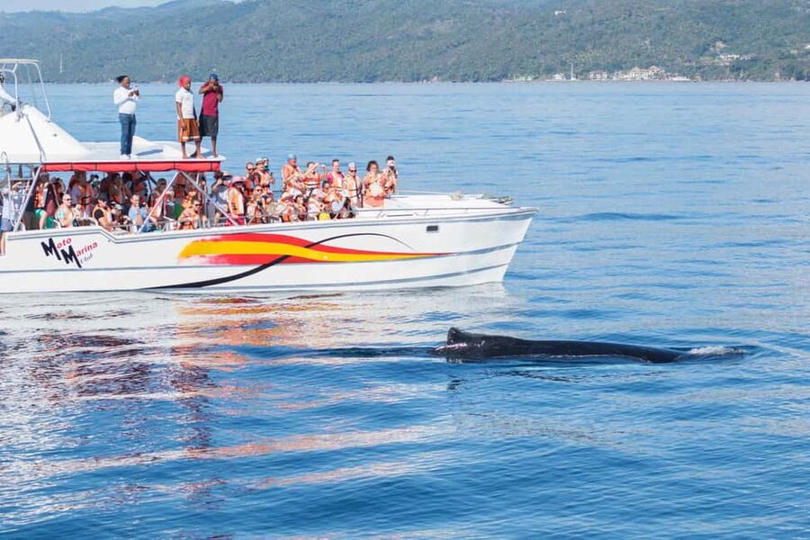 Samana: Bay of Samana Whale Watching Experience - Price and Value: Is $65 Fair for a Samana Whale Tour?