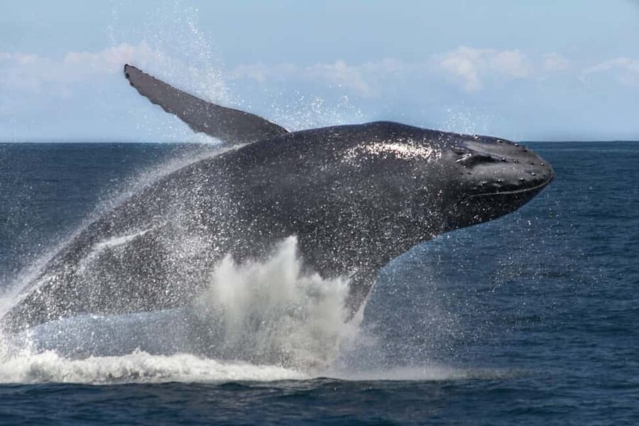 Samana: Bay of Samana Whale Watching Experience - Should You Book Moto Marina’s Samana Whale Watching Tour?