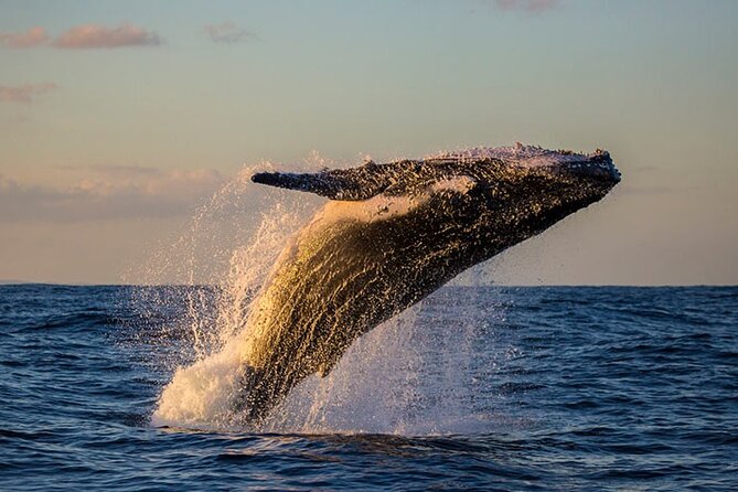 Samaná Experience Whale – The Lemon Waterfall & Bacardi Island - Key Things I’d Lock In Before You Go
