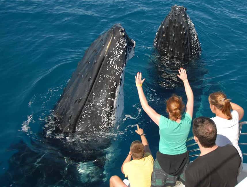 Samana: Half Day Whale Watching Humpback Whale Watching - Key things to know before you go