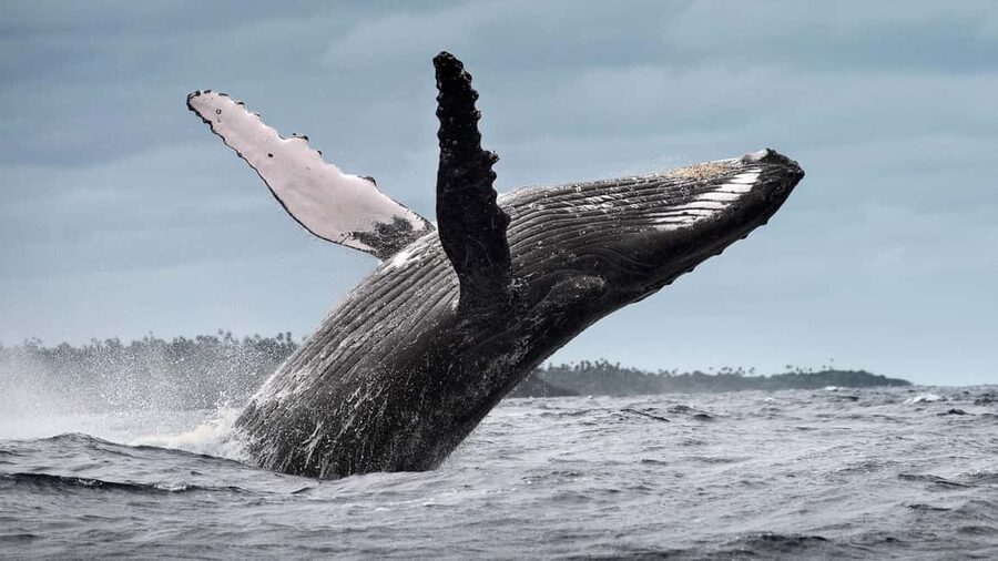 Samana: Half Day Whale Watching Humpback Whale Watching - Who this half-day whale watching suits best