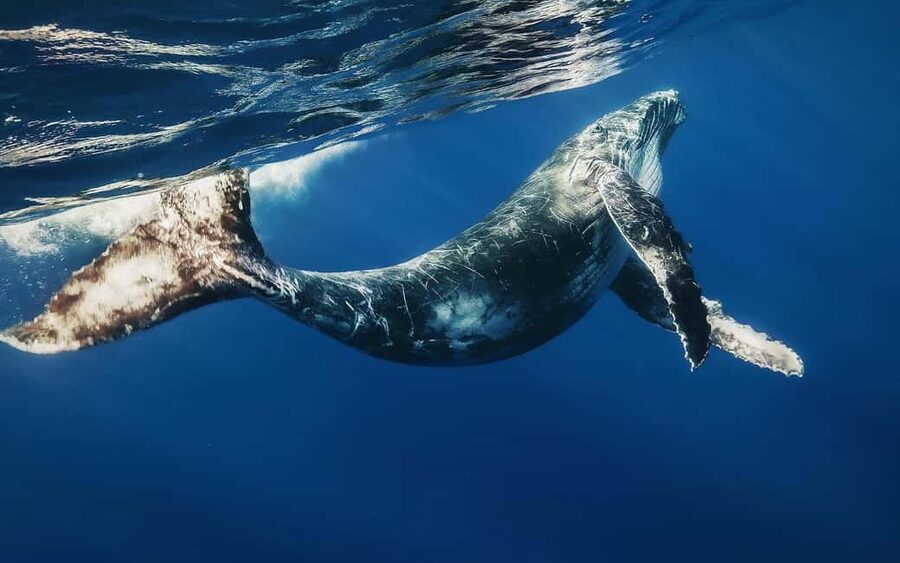 Samana: Half Day Whale Watching Humpback Whale Watching - Humpbacks and the Marine Mammal Sanctuary: what you’re really there for