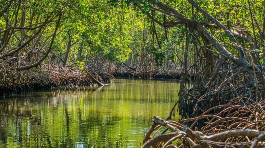 Samana: Los Haitises Kayaks & Caño Hondo Pools Tour w/ Lunch - Lunch on a secluded beach inside Los Haitises